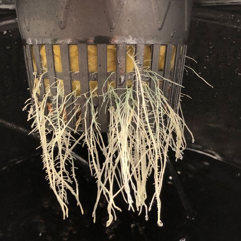 COP #1 growlog timeline photo