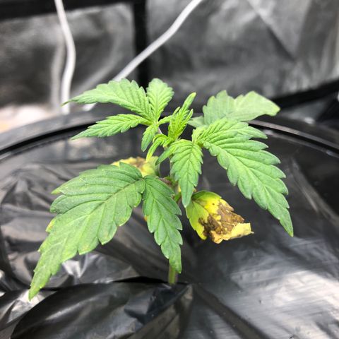 COP #1 growlog timeline photo