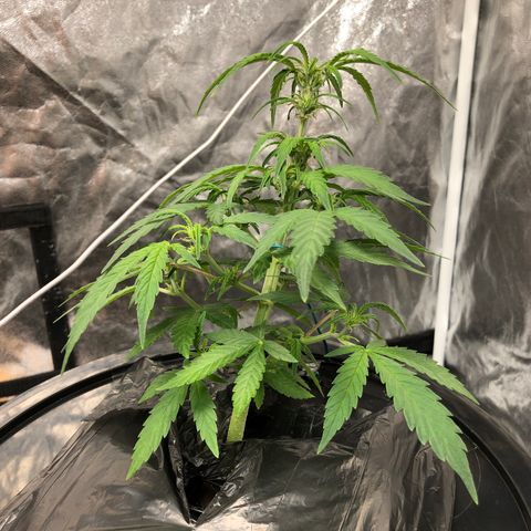 King’s Kush auto #1 growlog timeline photo