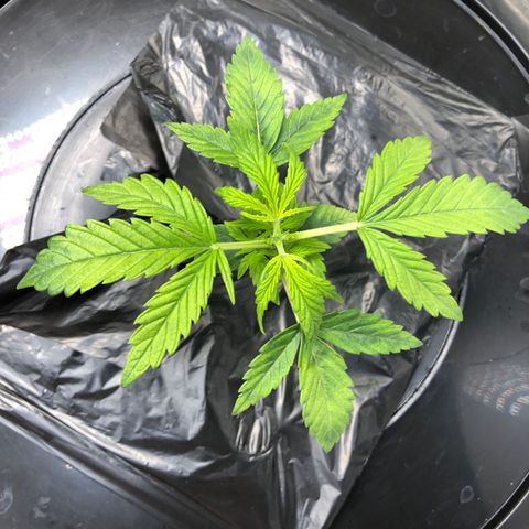 Cinderella Jack growlog timeline photo