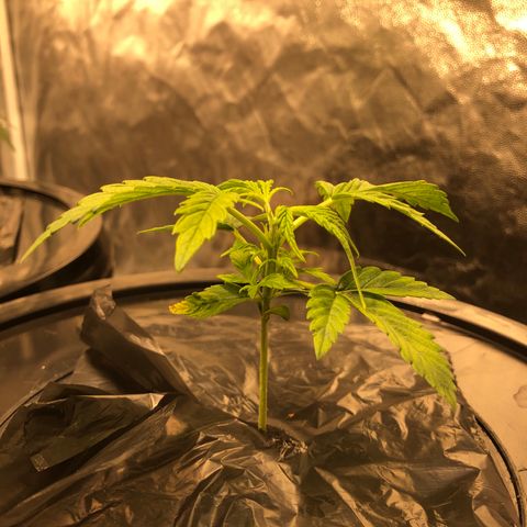 Cinderella Jack growlog timeline photo