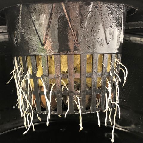 Cinderella Jack growlog timeline photo