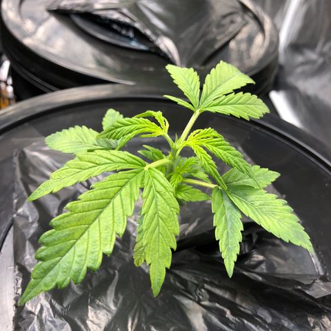 Cinderella Jack growlog timeline photo