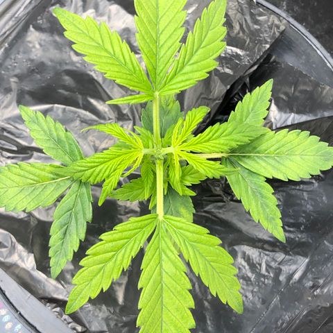 Cinderella Jack growlog timeline photo