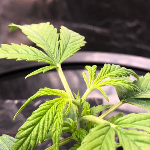 Cinderella Jack growlog timeline photo