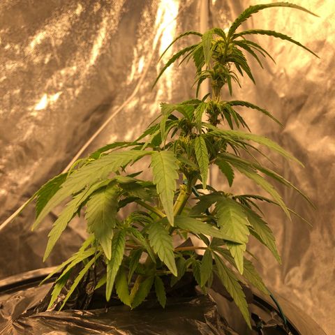 King’s Kush auto #1 growlog timeline photo