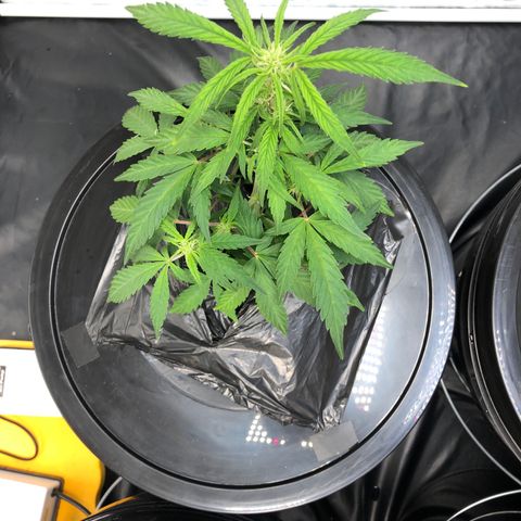 King’s Kush auto #1 growlog timeline photo