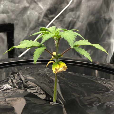 COP #1 growlog timeline photo