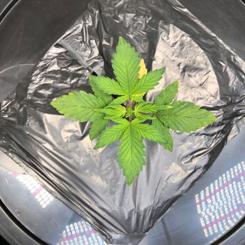 COP #1 growlog timeline photo