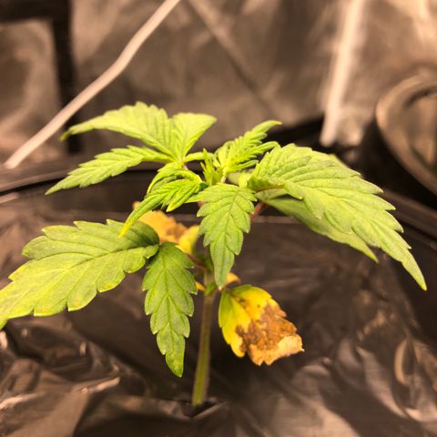 COP #1 growlog timeline photo
