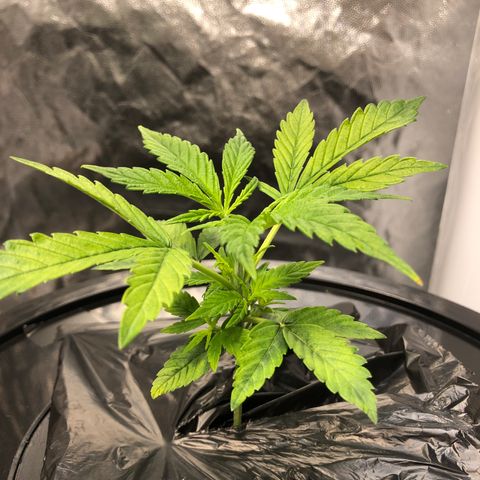 Cinderella Jack growlog timeline photo