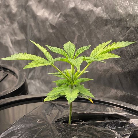 Cinderella Jack growlog timeline photo