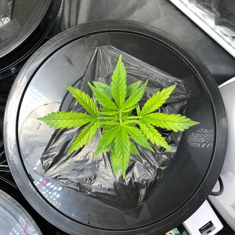 Cinderella Jack growlog timeline photo