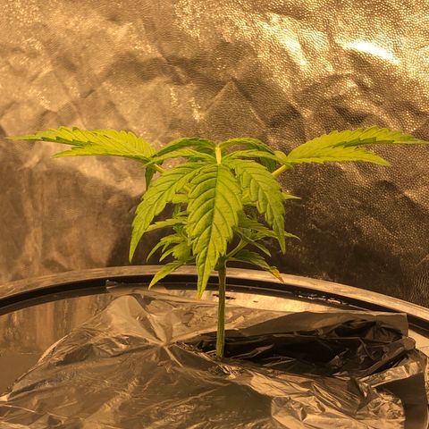 Cinderella Jack growlog timeline photo