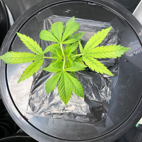 Cinderella Jack growlog timeline photo