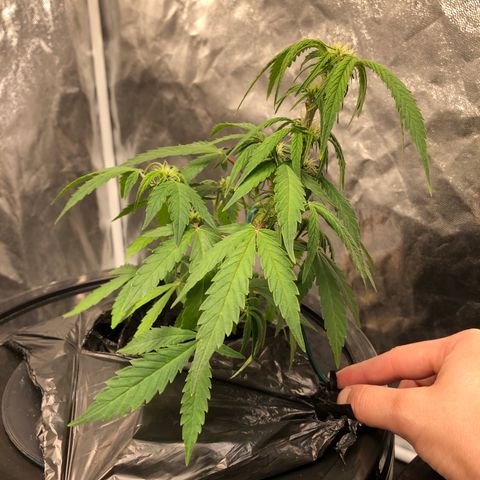King’s Kush auto #1 growlog timeline photo