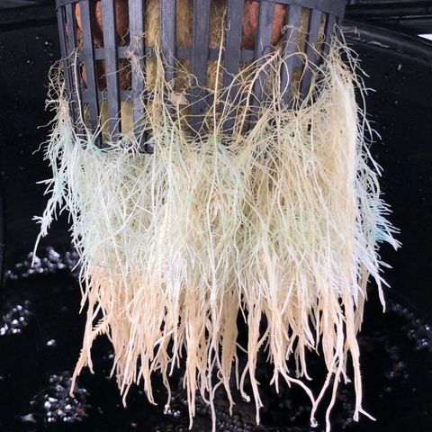 King’s Kush auto #1 growlog timeline photo