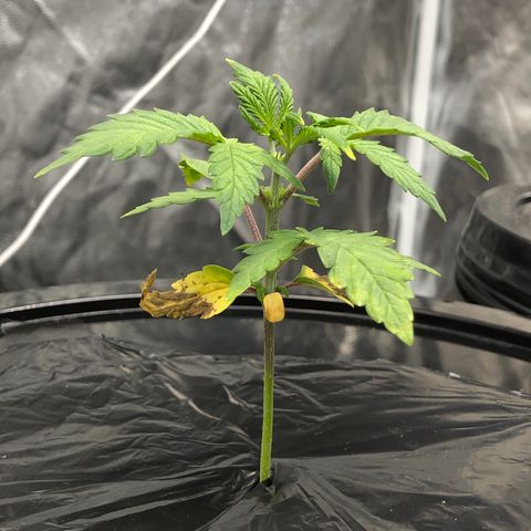COP #1 growlog timeline photo
