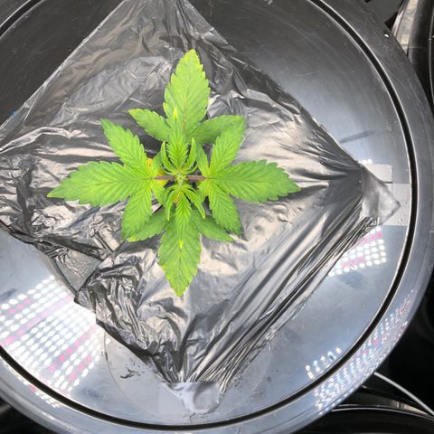 COP #1 growlog timeline photo