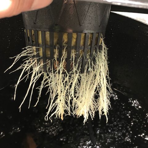 COP #1 growlog timeline photo