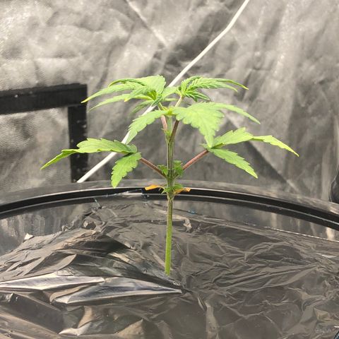 COP #1 growlog timeline photo