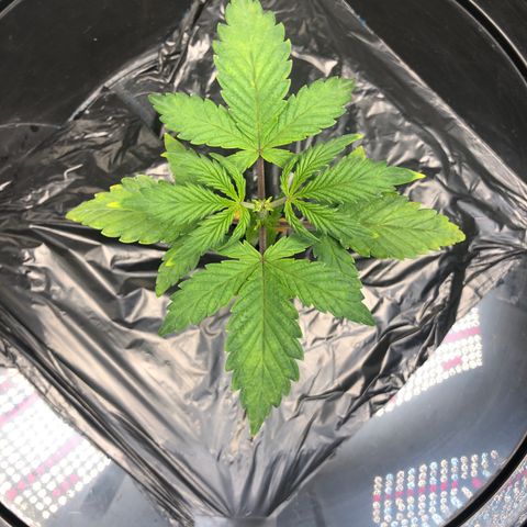COP #1 growlog timeline photo