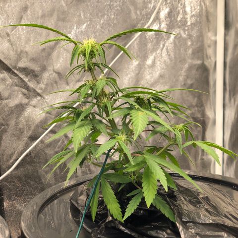 King’s Kush auto #1 growlog timeline photo