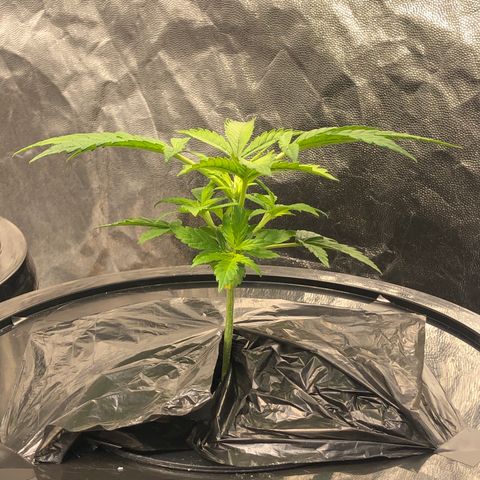 Cinderella Jack growlog timeline photo