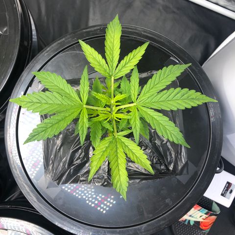 Cinderella Jack growlog timeline photo