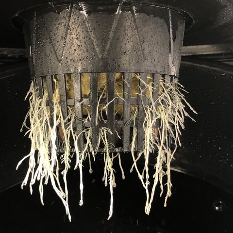 Cinderella Jack growlog timeline photo
