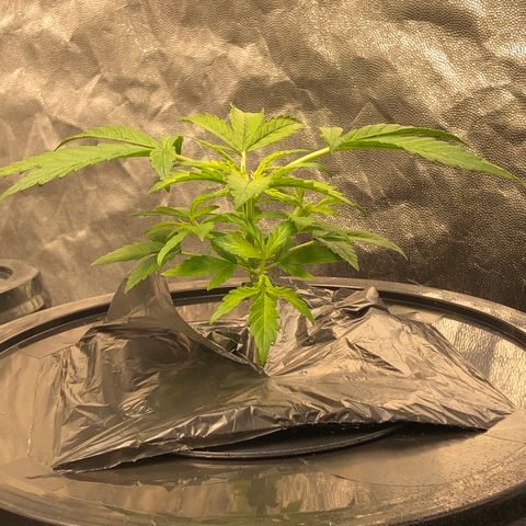 Cinderella Jack growlog timeline photo