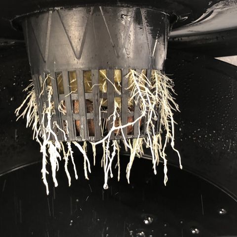 Cinderella Jack growlog timeline photo