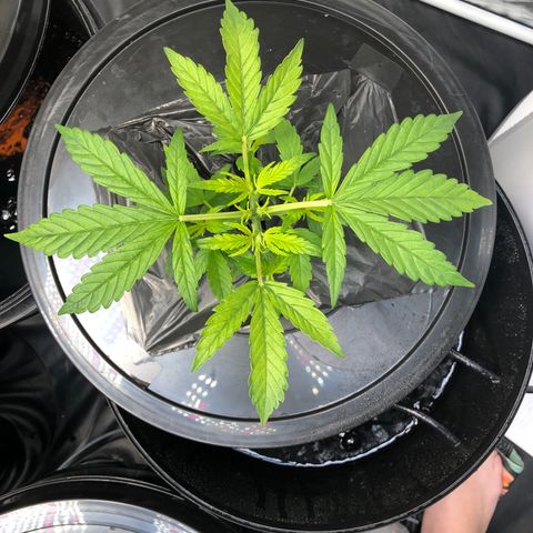 Cinderella Jack growlog timeline photo