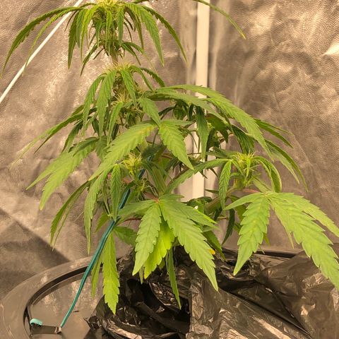 King’s Kush auto #1 growlog timeline photo