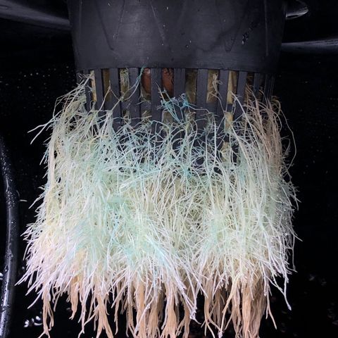 King’s Kush auto #1 growlog timeline photo