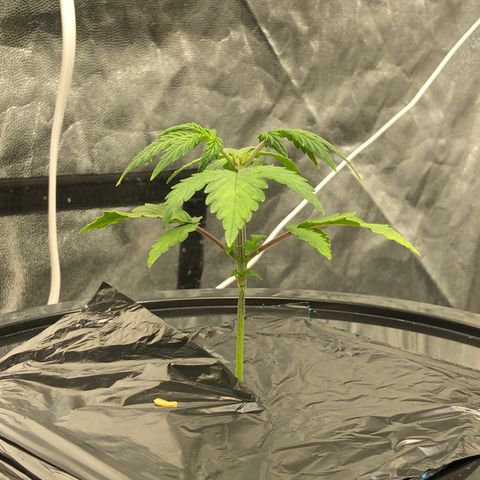COP #1 growlog timeline photo
