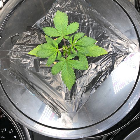 COP #1 growlog timeline photo