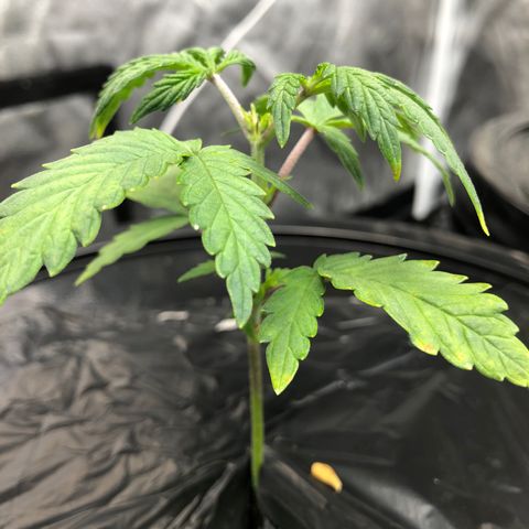 COP #1 growlog timeline photo