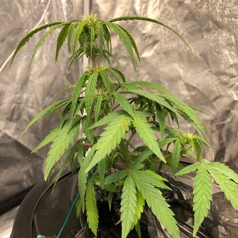 King’s Kush auto #1 growlog timeline photo