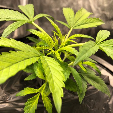 Cinderella Jack growlog timeline photo
