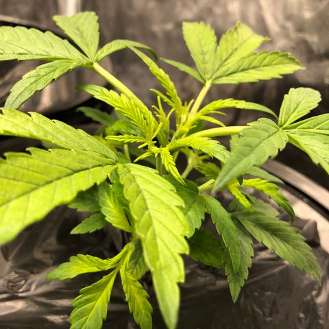 Cinderella Jack growlog timeline photo