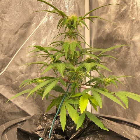 King’s Kush auto #1 growlog timeline photo