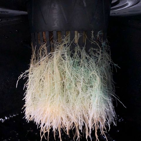 King’s Kush auto #1 growlog timeline photo