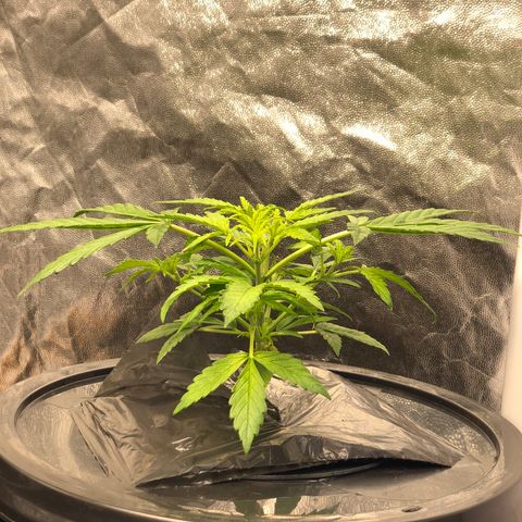 Cinderella Jack growlog timeline photo