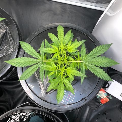 Cinderella Jack growlog timeline photo