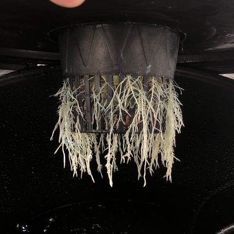 Cinderella Jack growlog timeline photo