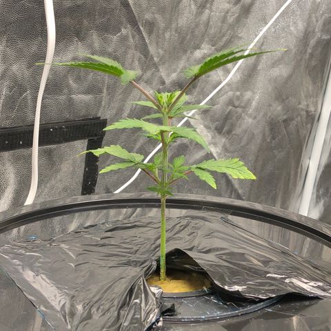 COP #1 growlog timeline photo