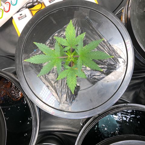 COP #1 growlog timeline photo