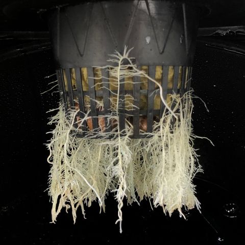 COP #1 growlog timeline photo