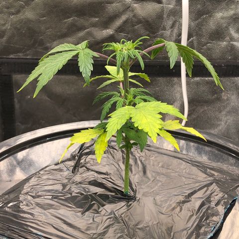 COP #1 growlog timeline photo